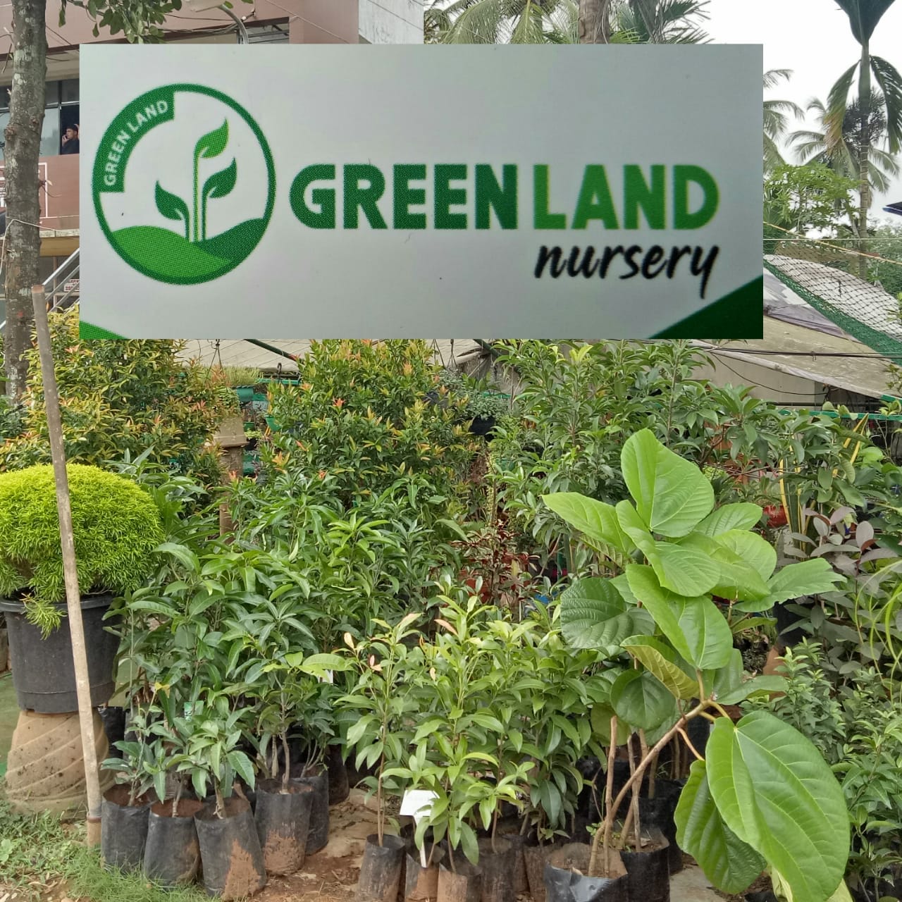 Green Land Nursery Velimadukunnu